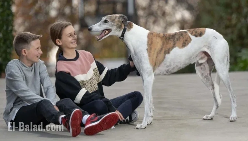 Fernando Bale, Famed Australian Racing Greyhound, Dies at 12