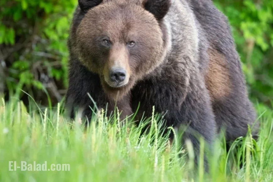 Bear and Cubs Possibly Involved in British Columbia Attack