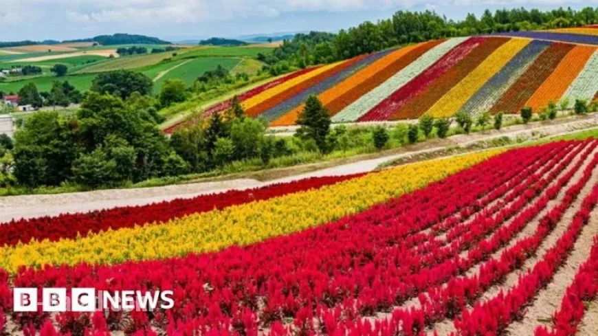 Japan Transforms Flower Island into Global Chip Industry Hub