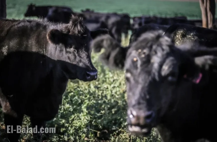 Australia Triumphs Despite Trump Tariffs on Gold, Beef Exports