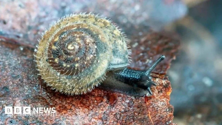 Conservationists Rally to Preserve London’s Rare German Hairy Snail