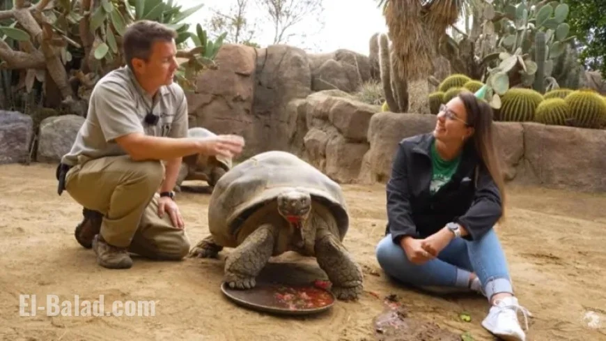 Galapagos Tortoise Gramma Passes Away at 141 at San Diego Zoo
