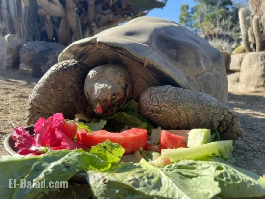 San Diego Zoo’s Beloved Gramma the Tortoise Passes Away at 141