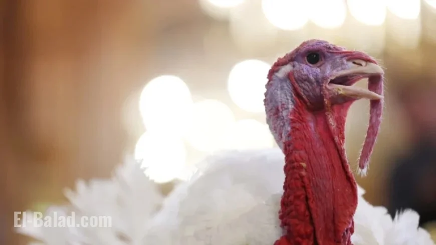 Turkey’s Journey to Thanksgiving Tables and Its Lexicon Impact