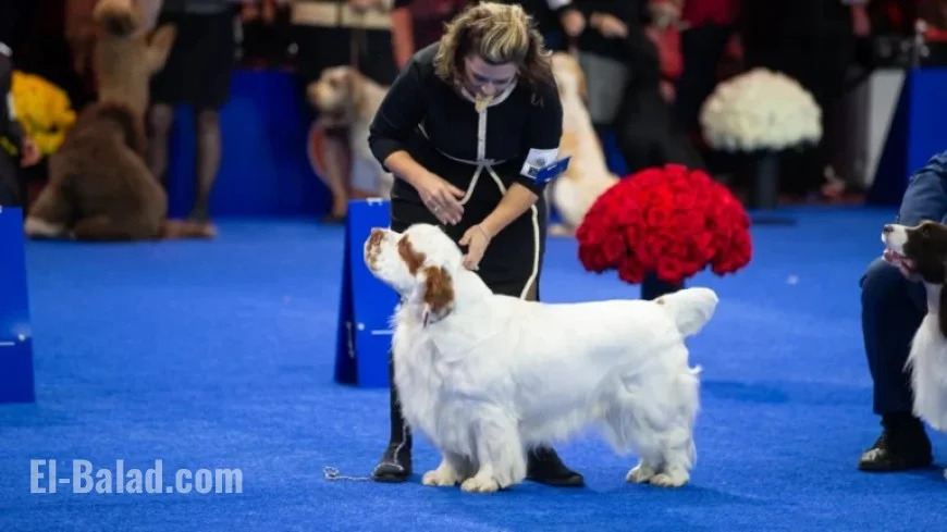 Watch the 2025 National Dog Show: Date, Time, TV, and Live Stream