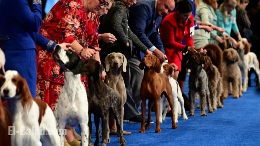 2025 National Dog Show: Complete Group-Wise Breed List