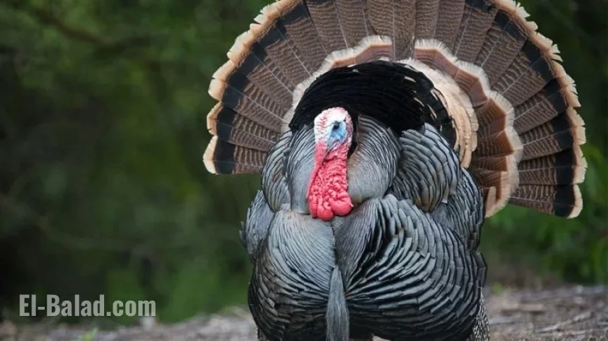 Dow Jones Futures Rise; ASML Leads Robinhood’s Top 5 Thanksgiving Buys