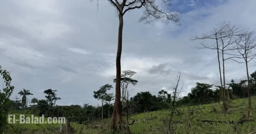 Chocolate Giants Drive Deforestation in West Africa’s Last Rainforest