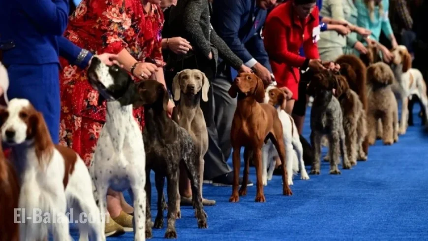 National Dog Show 2025 Winners Announced: Best in Show Results