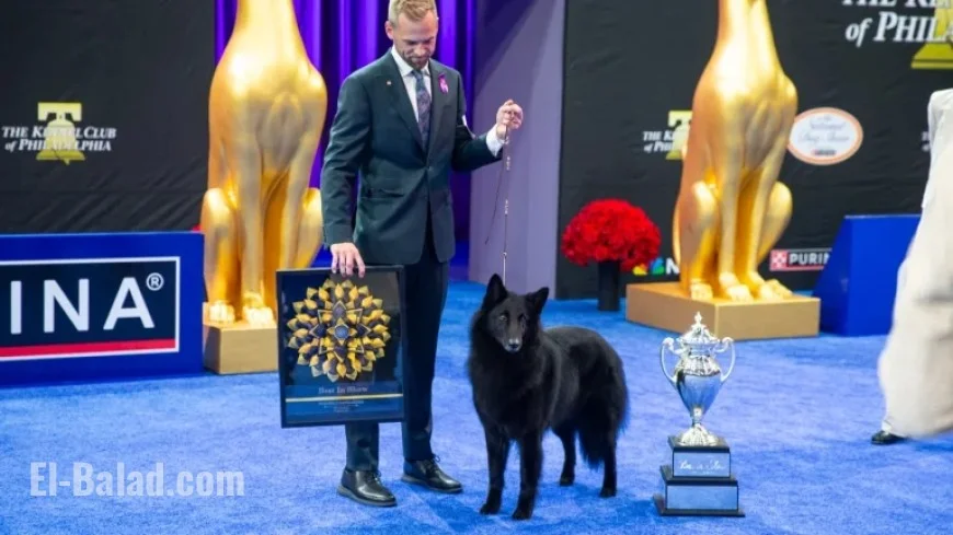 Soleil Triumphs: Belgian Sheepdog Wins 2025 National Dog Show’s Best in Show