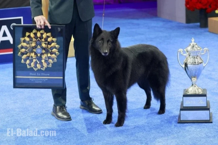 Soleil the Belgian Sheepdog Wins National Dog Show Title