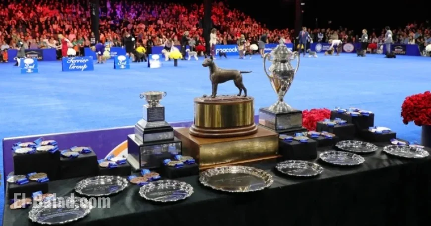 Meet Soleil: 2025 National Dog Show Champion