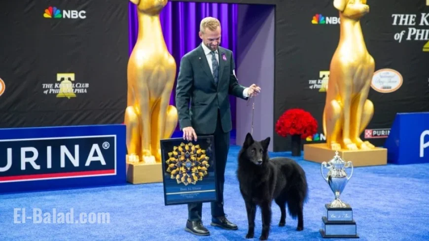 Belgian Sheepdog Soleil Triumphs with Top Honor at National Dog Show
