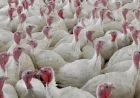 Avian Flu Hits 4 Ontario Poultry Farms, 63,000 Birds Culled