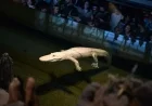 Beloved Albino Alligator Claude Dies at 30 in California Academy