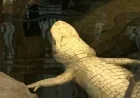Claude, Beloved Albino Alligator, Dies at 30 at Cal Academy