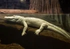 Claude the Albino Alligator Has Died at 30: San Francisco Mourns a Gentle Giant