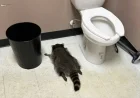 Raccoon’s ‘Poor Choices’ Lead to Pass Out in Liquor Store Bathroom
