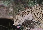 Endangered Jaguar Seen in Arizona, Marks Fifth Sighting in 15 Years