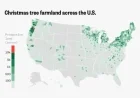 Discover Top U.S. Regions for Christmas Tree Cultivation