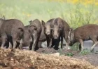 Alberta Imposes New Restrictions on Wild Boar Hunting and Farming