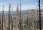 Forest Service Invites Input on Caldor Fire Restoration Plans