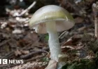 California Warns Against Mushroom Foraging After Deadly Poisoning