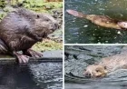 East Devon Wildlife Park Proposes Rehab Housing to Support Beaver Population
