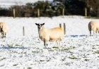 Will Northern Ireland See a White Christmas? Exploring Post-Ice Age Traditions
