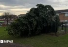 Villagers Work to Restore Shotton Colliery’s Felled Christmas Tree