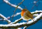 UK Christmas Forecast: Will Snow Cover the Nation This Year?