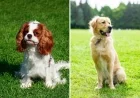 Golden Retriever and Cavalier Puppies Surprise with ‘Mini’ Offspring