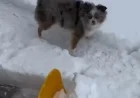 Dog Delights in Playing With Snow Shovel: Watch Video