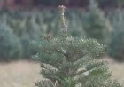Christmas Tree Farm Thrives with Remarkable Comeback