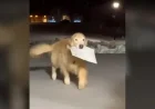 Golden Retriever Delivers Family Mail, Trots Through Snow