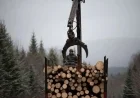 Tariffs Hit Hard: Maine Loggers Face New Challenges