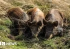Three Pigs Transform Harold’s Park Wildland