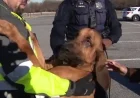 DC Police Bloodhound Successfully Locates Two Missing Individuals