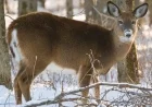 Two ‘Zombie Deer Disease’ Cases Confirmed in Kootenay, B.C.