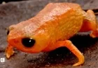 New Orange Toad Species Bracycephalus Lulai Discovered in Brazil