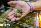 Trump to Expand Marijuana Access, Signaling Major Drug Policy Shift