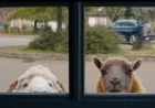“Sheep Detectives Trailer Impresses with Shear Audacity”