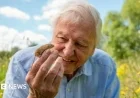Why David Attenborough Chooses London as His Exclusive Home