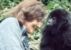 Heroic Woman Sacrifices Life to Protect Endangered Gorillas