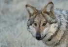 US House Approves Bill to End Federal Protections for Wolves
