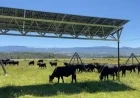 Oregon Ranch Installs Solar Panels, Preserves Grazing Land