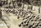 Turkeys Marched to London for Christmas Traditions