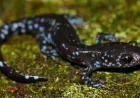 NPR: Salamanders Thrive Remarkably in Snowy Conditions