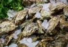Marylander Sickened in Multi-State Salmonella Outbreak Linked to Raw Oysters