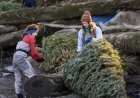 Oregon Christmas Trees Recycled as Salmon Habitat